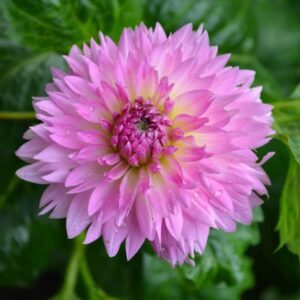 Dália "Sakura Fubuki" (1 db)