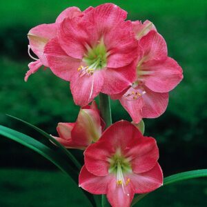 Amaryllis "Susan" (1 db)