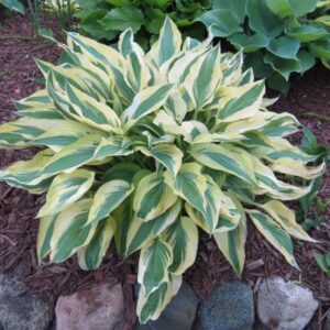 Hosta "L. Dragonfly" - Árnyékliliom (1 db)