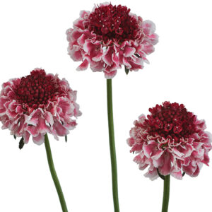 Scabiosa "Marshmellow Scoop" - Csillagos ördögszem (2 db)