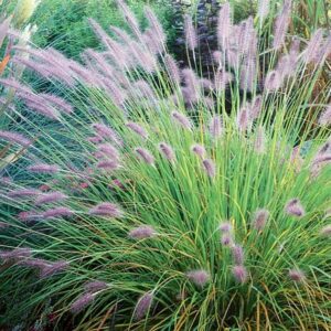 Pennisetum alopecuroides "Red Head" - Tollborzfű (1 db)
