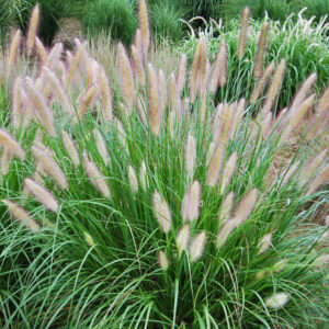 Pennisetum alopecuroides - Tollborzfű (1 db)