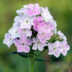 Phlox paniculata "Cool Water" - Bugás lángvirág (1 db)