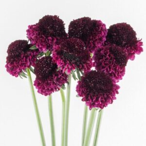 Scabiosa "Red Velvet Scoop" - Csillagos ördögszem (2 db)