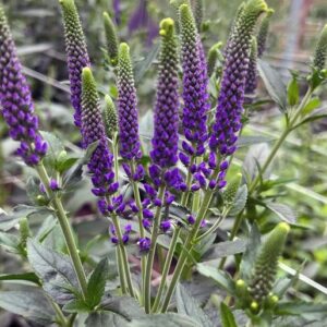 Veronica longifolia "Skyler Blue" - Hosszúlevelű veronika (2 db)