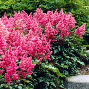 Astilbe "To Have and to Hold" - kerti tollbuga (1 db)