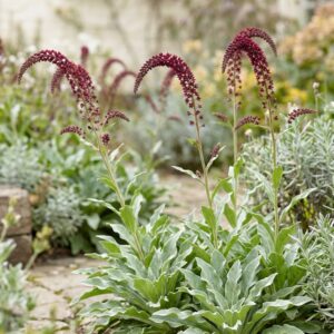 Lysimachia antropurpurea "Beaujolais" GOLD N.- Bíborszínű lizinka (min. 10 szem)