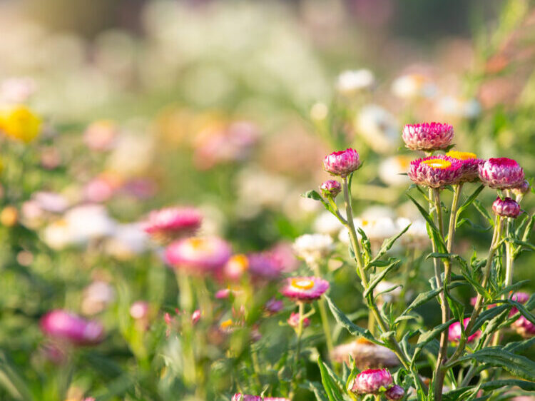 Beautiful colorful flower background.