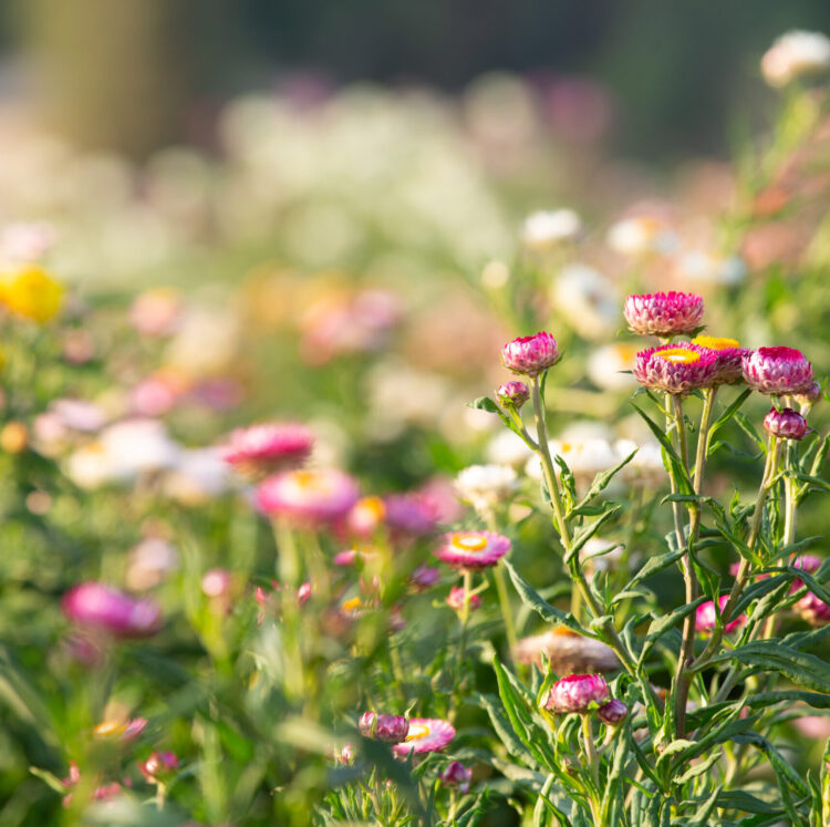 Magkeverék "Talajtakaró vadvirágok" (5 g)