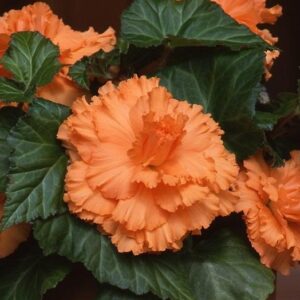 Begonia "Ruffled Apricot" - gumós begónia (2db)