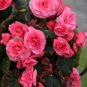 Begonia "Cascade Pink" - csüngő begónia (2db)