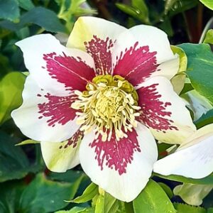 Helleborus orientalis "Bollene" - Keleti hunyor (1 db)