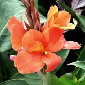 Canna indica "Peach Blush" - kánna (1 db)