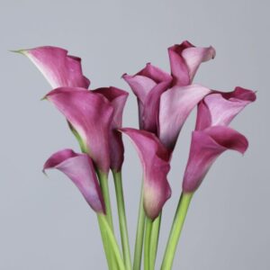 Calla "Captain Romance" - kála (1 db)