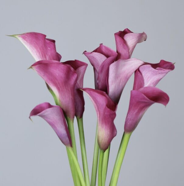 Calla "Captain Romance" - kála (1 db)