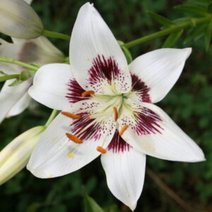 Lilium "Centerfold" - ázsiai liliom (3db)