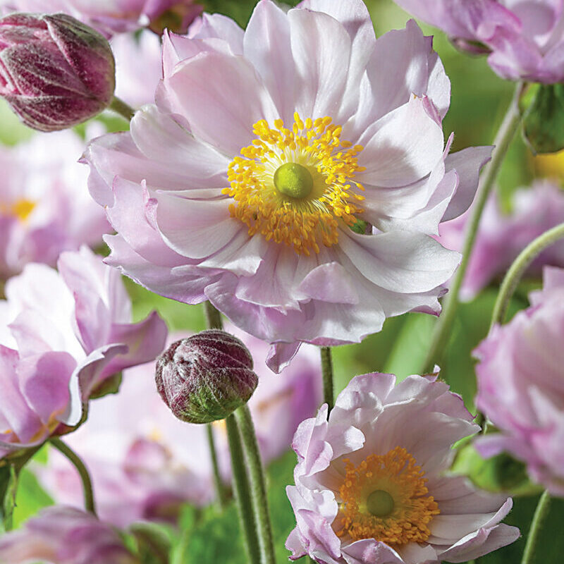 Anemone hybrida "Queen Charlotte" - Hibrid szellőrózsa (1db)