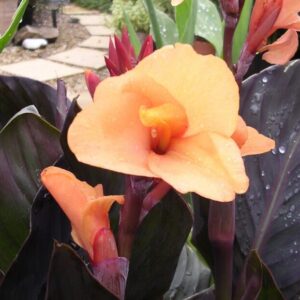 Canna indica "Louis Cotton" - kánna (1 db)