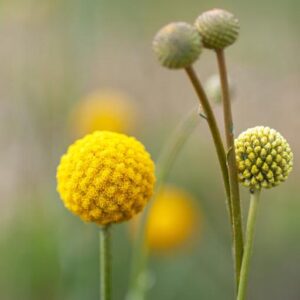 Craspedia globosa - Dobverővirág (2 db)
