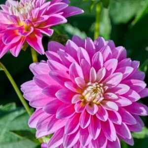 Dália "Gallery Rembrandt" (1 db)