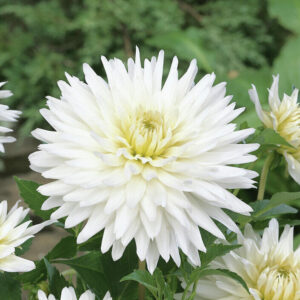 Dália "My Love" (1 db)