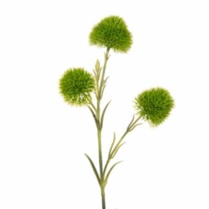 Dianthus barbatus "Trigreen" - Törökszegfű (2 db)