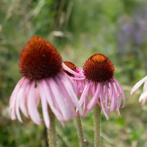 Echinacea angustifolia GOLD N. - Keskenylevelű kasvirág (min. 20 szem)
