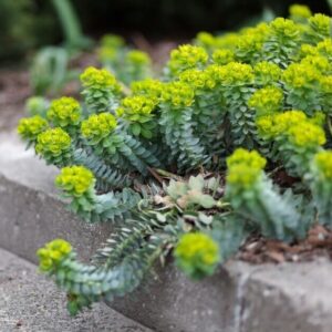 Euphorbia myrsinites GOLD N. - Szürke kutyatej (min. 10 szem)