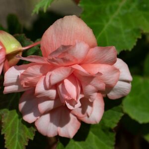 Begonia "Cascade Florence" - csüngő begónia (2db)