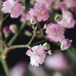 Gypsophila "My Pink" - Évelő fátyolvirág (2 db)