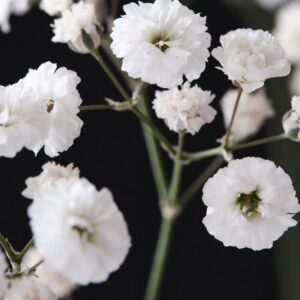 Gypsophila "Xlence" - Évelő fátyolvirág (2 db)