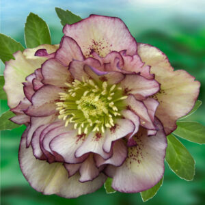 Helleborus orientalis "Double E.Picotee" - Keleti hunyor (1 db)