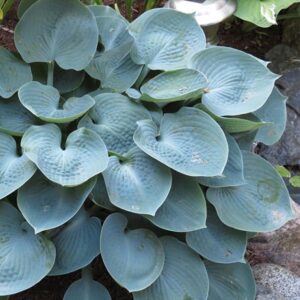 Hosta "True Blue" - Árnyékliliom (1 db)