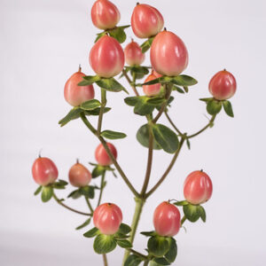 Hypericum "Magical Royal Princess" - Örökzöld orbáncfű (1 db)