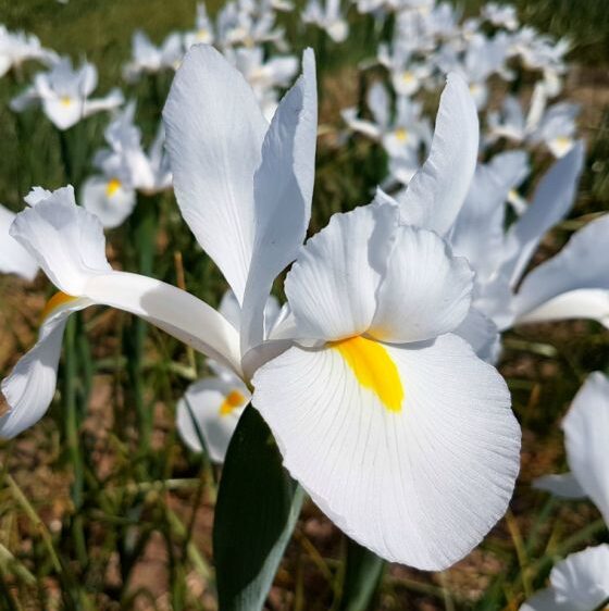 Iris hollandica "White" - Holland nőszirom (10 db)