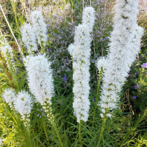 Liatris spicata "Alba" - Füzéres díszcsorba (7 db)