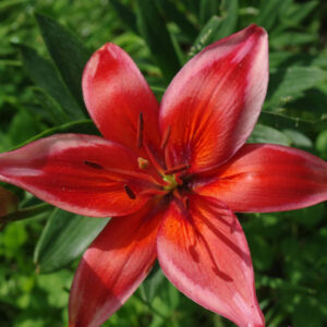 Lilium "Red Electric" - ázsiai liliom (3 db)