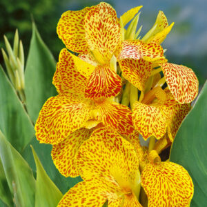 Canna indica "En Avant" - kánna (1 db)