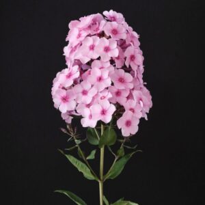 Phlox paniculata "Pink Eyez" - Bugás lángvirág (2 db)
