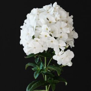 Phlox paniculata "Snowdropz" - Bugás lángvirág (2 db)