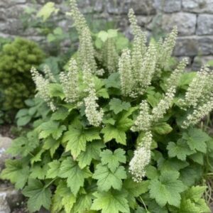 Heuchera villosa var. macr. GOLD N. - Tűzeső "Autumn Bride" (min. 30 szem)