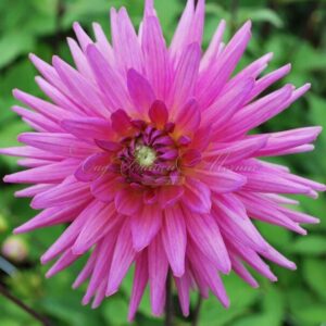 Dália "Sugar Diamond" (1 db)