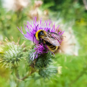 Magkeverék "Mézelő vadvirágok" (5 g)