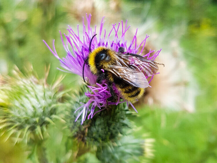 Top view of a bumblebee on a thistle flower