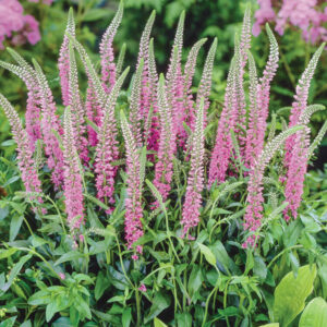 Veronica longifolia "Skyler Pink" - Hosszúlevelű veronika (2 db)