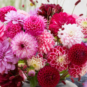 Dália "Pink Bouquet" csomag (5 db)