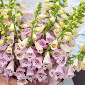 Digitalis hybrid - Gyűszűvirág "Camelot lavender" (min. 20 szem)