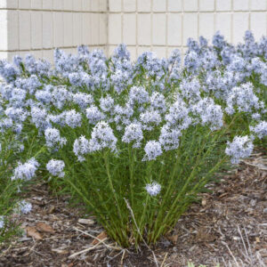 Amsonia hubrichtii - Csillagmeténg (min. 10 szem)