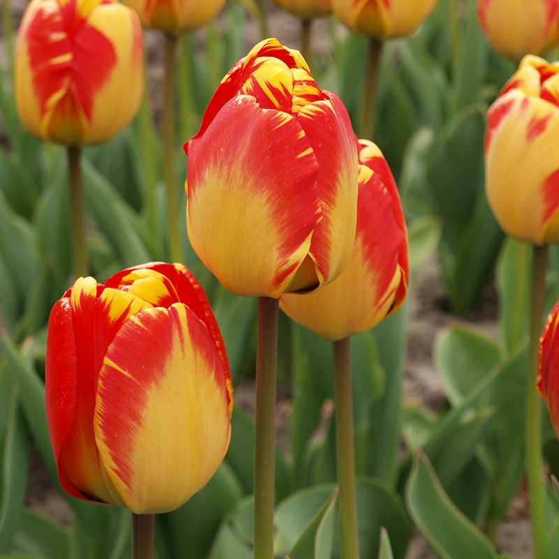 Tulipa "Banja Luka" - Darwin-hibrid (9 db)