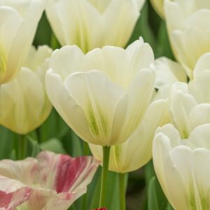 Tulipa "Green Spirit" - viridiflora fajta (5 db)